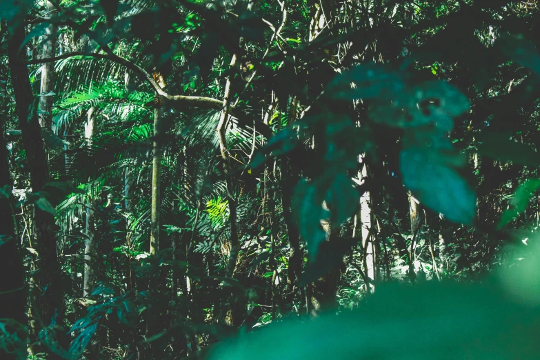 a man riding a horse through a lush green forest, a picture, inspired by Elsa Bleda, unsplash, australian tonalism, floral jungle treehouse, as seen from the canopy, lianas, ((forest))