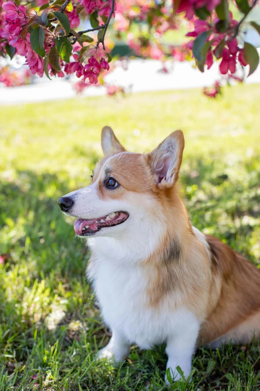 a brown and white dog sitting under a tree, corgi cosmonaut, photograph of april, blooming, taken in the early 2020s