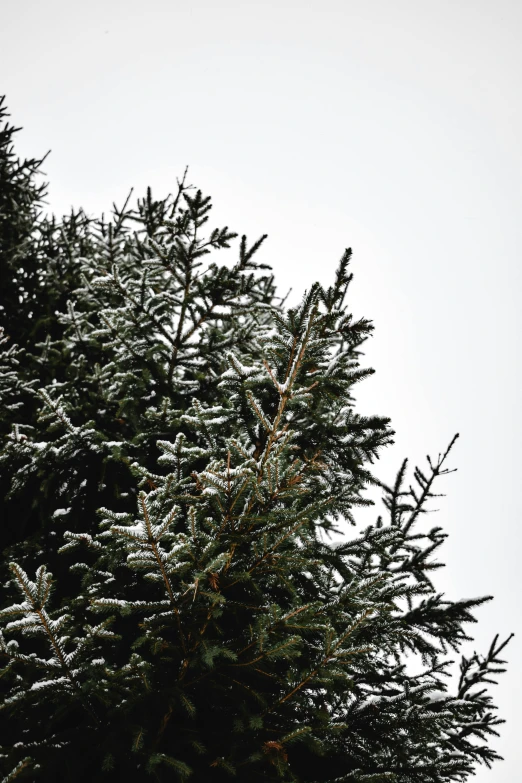 a bird sitting on top of a tree covered in snow, a photo, by Carey Morris, christmas tree, high res photograph, covered!, medium closeup