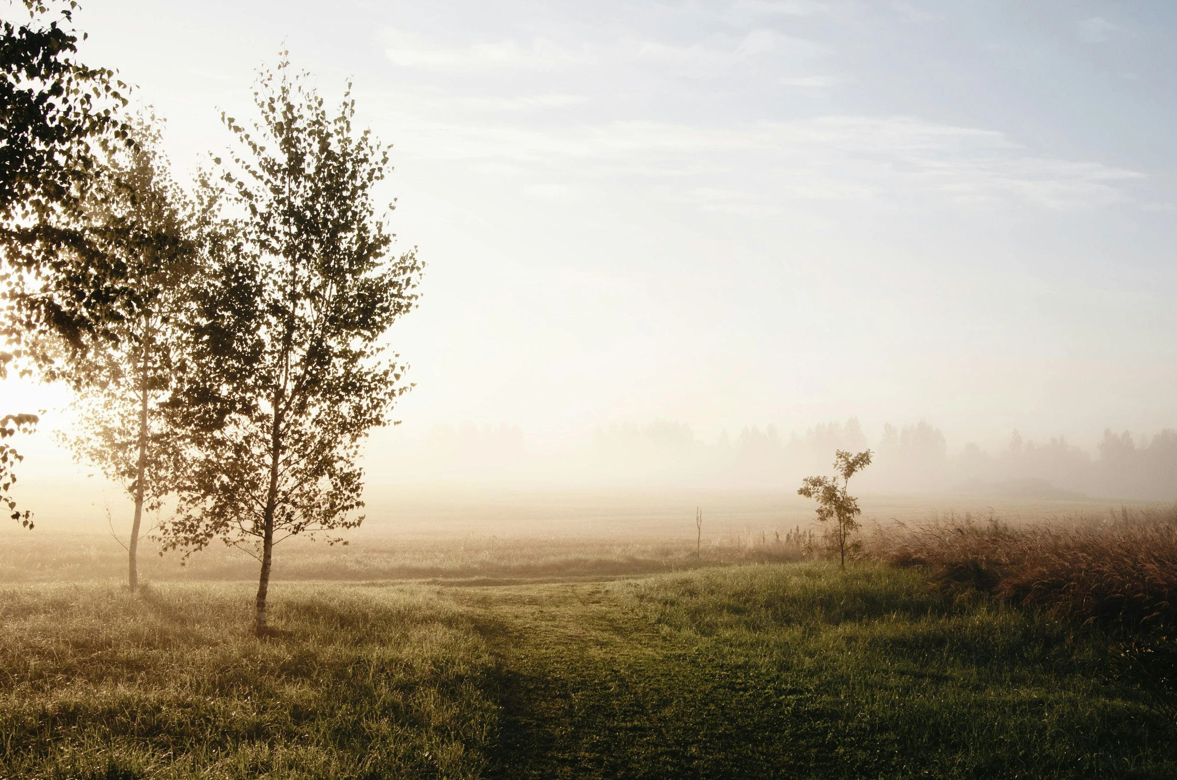 a couple of trees sitting on top of a lush green field, unsplash contest winner, romanticism, beige mist, northern finland, early morning light, mist low over ground