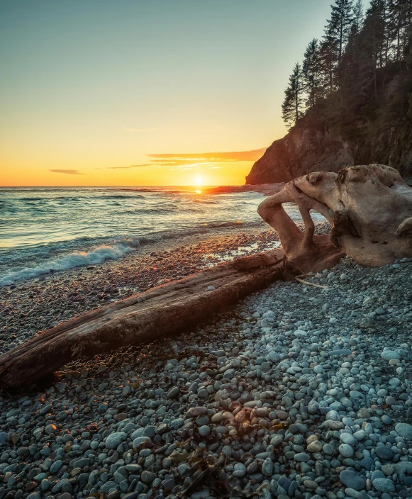 a log sitting on top of a beach next to the ocean, at the sunset, animal skull, profile image