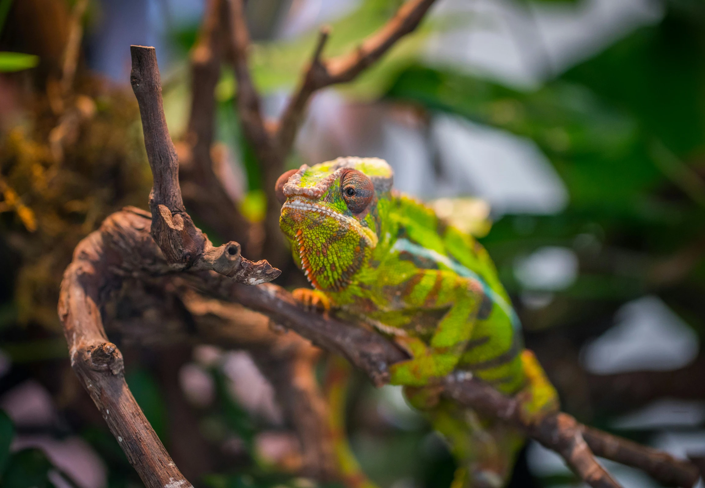 a green chamelon sitting on top of a tree branch, by Adam Marczyński, pexels contest winner, multicolored, indoor picture, elegant face, australian