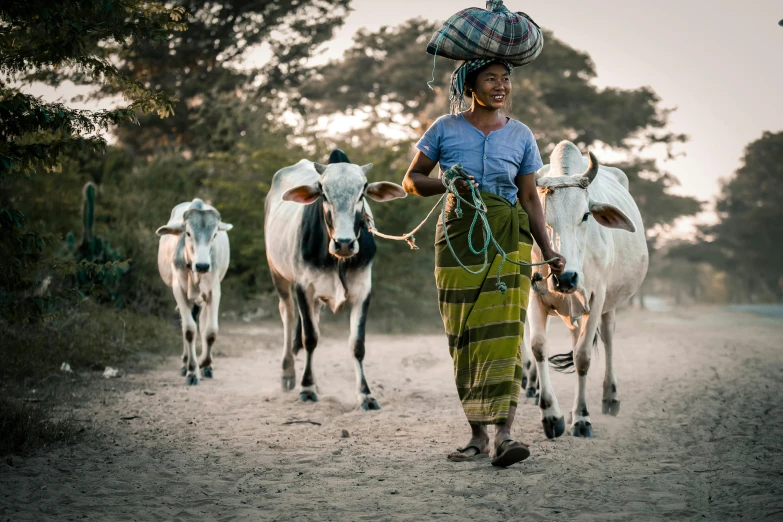 a woman walking two cows down a dirt road, a portrait, by Jesper Knudsen, pexels contest winner, myanmar, avatar image, casually dressed, thumbnail