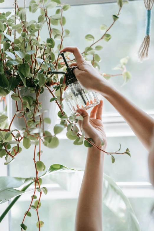 a woman hanging a potted plant on a window sill, by Nicolette Macnamara, droplets flow down the bottle, vines wrap around the terrarium, professional product photo, zoomed in