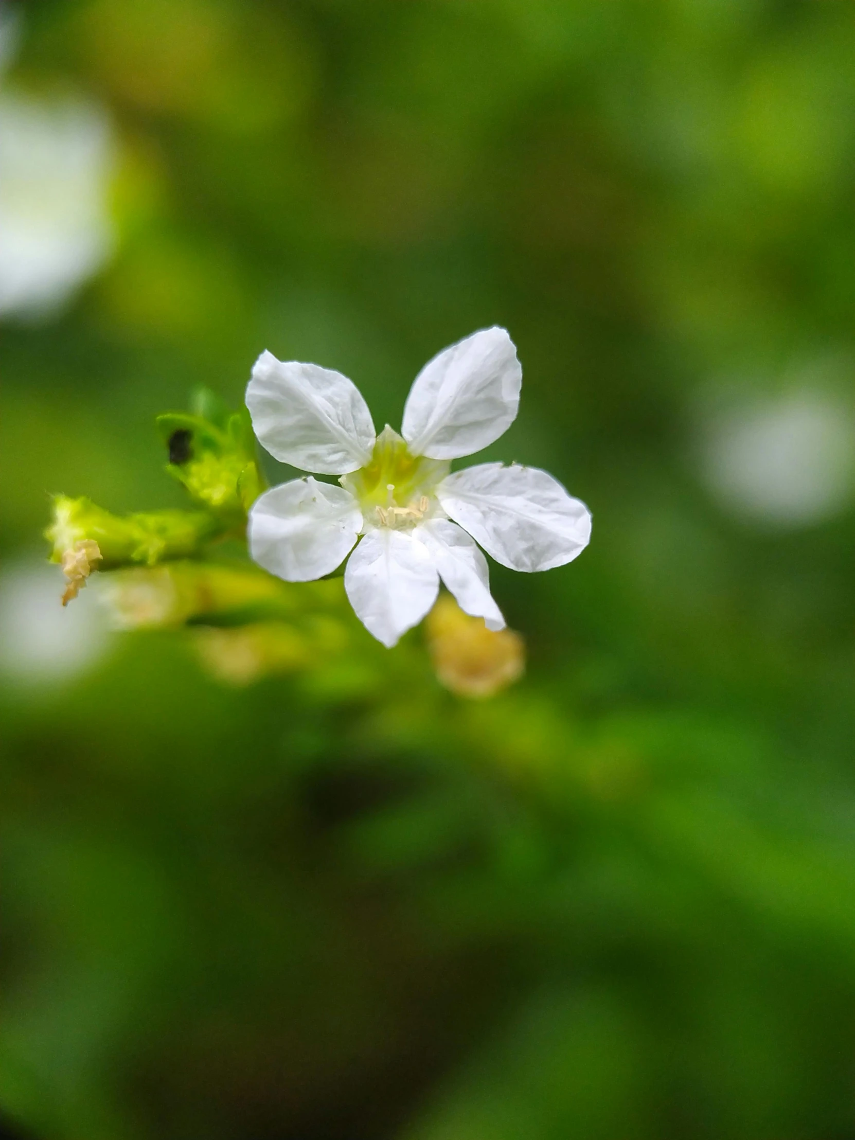 a small white flower sitting on top of a green plant, a macro photograph, by Jacob Toorenvliet, ilustration, multiple stories, tourist photo