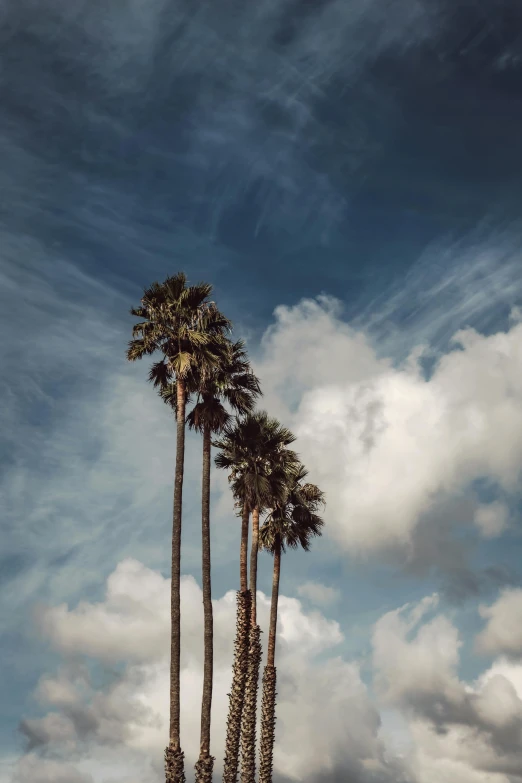 a group of palm trees sitting on top of a lush green field, unsplash contest winner, minimalism, tall fluffy clouds, los angelos, profile image, multiple stories