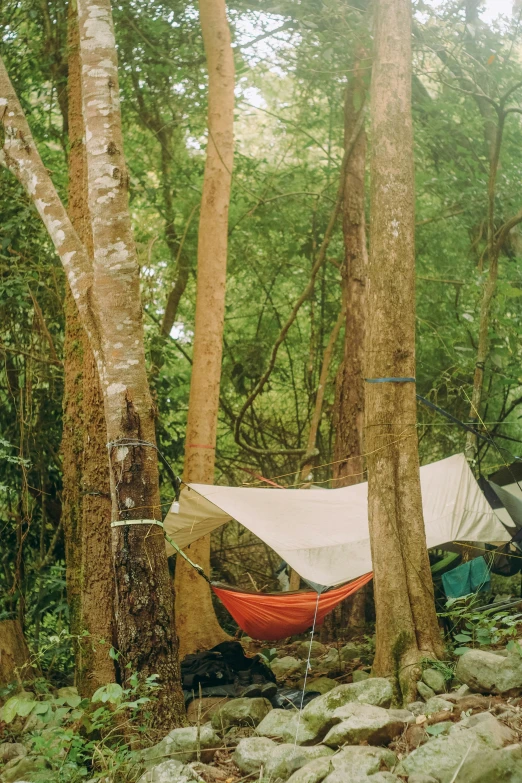 a hammock hanging between two trees in a forest, tents, thomas river, taken in the 2000s, pipe jungle