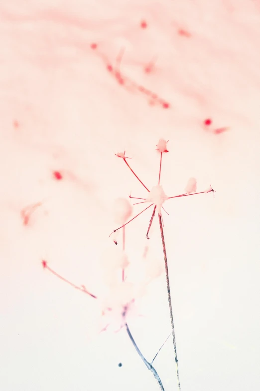 a close up of a flower in a vase on a table, a microscopic photo, by Zofia Stryjenska, unsplash, conceptual art, made of cotton candy, lichtenberg figure, light pink background, 15081959 21121991 01012000 4k