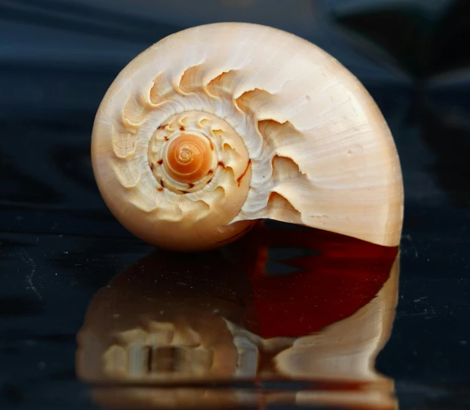 a close up of a shell on a table, in front of a black background, swirled architecture, reflecting, light tan