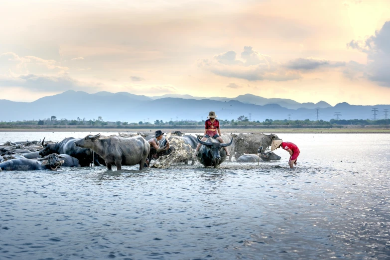 a man leading a herd of cattle across a body of water, inspired by Steve McCurry, unsplash contest winner, sumatraism, sunny sky, working hard, early evening, wide angle”