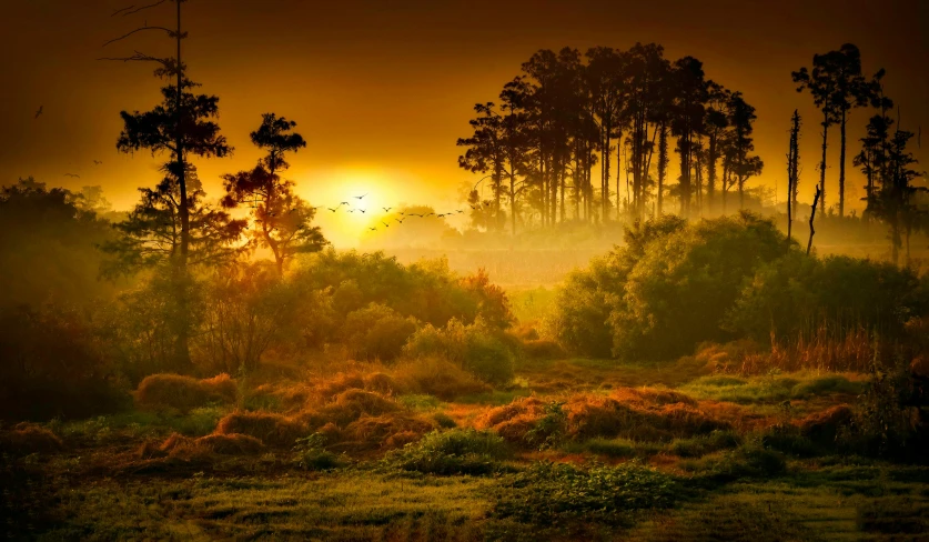 a field filled with lots of grass and trees, inspired by Frederick Goodall, pixabay contest winner, located in a swamp at sunrise, orange yellow ethereal, tourist photo, beautiful surroundings