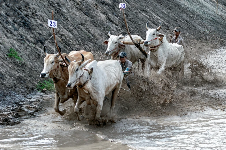 a herd of cattle running through a muddy river, by Basuki Abdullah, pexels contest winner, on a racetrack, thumbnail, plows, grey