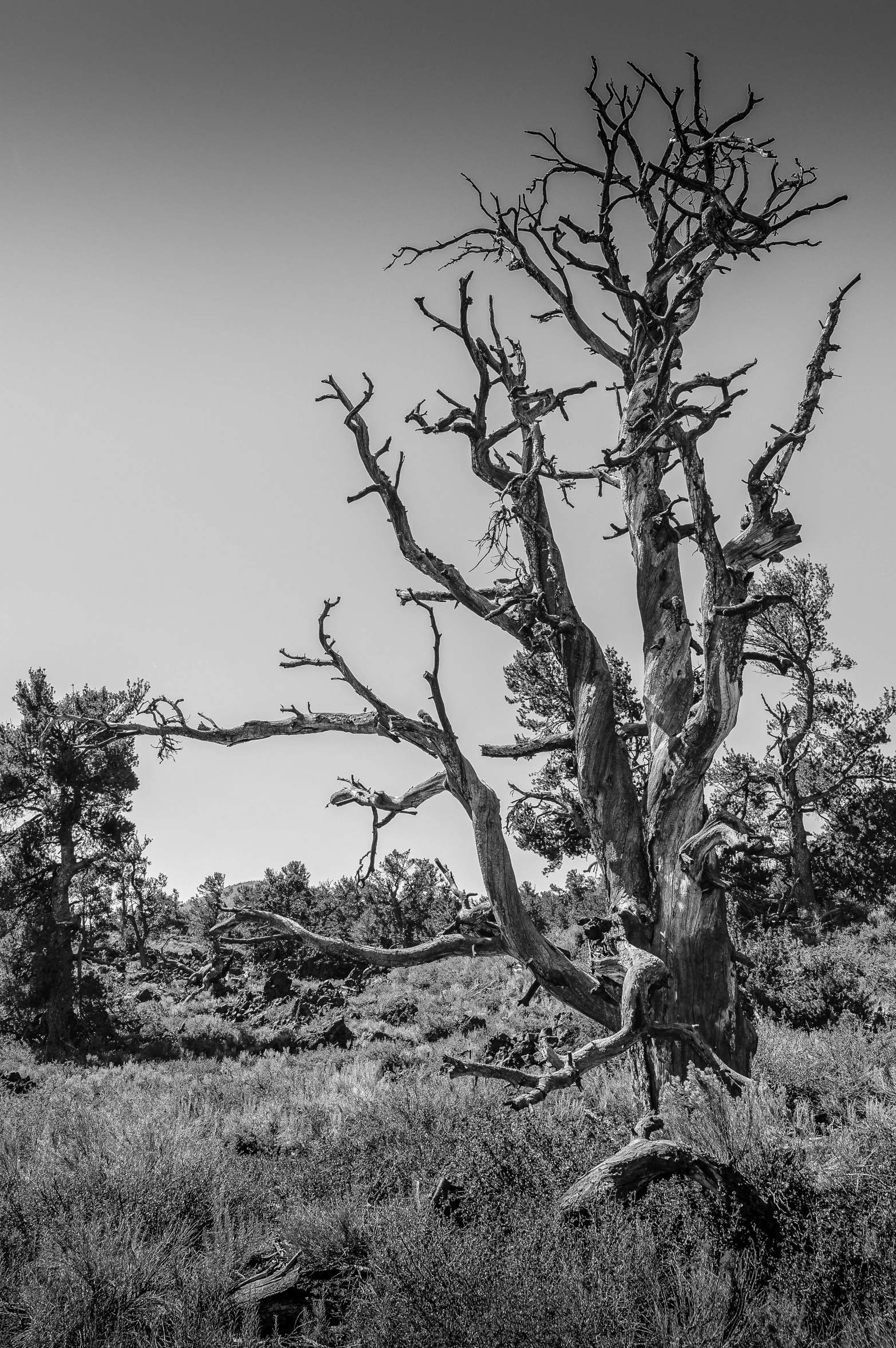 a black and white photo of a dead tree, inspired by Ansel Adams, horned, f/9, pine, old west