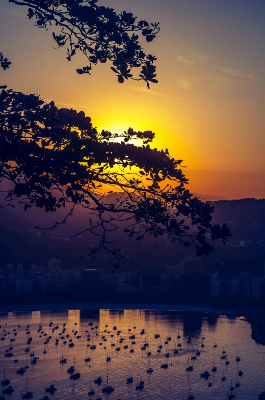 the sun is setting over a body of water, by Manuel Franquelo, pexels contest winner, city buildings on top of trees, overhanging branches, rio de janeiro, shades of yellow