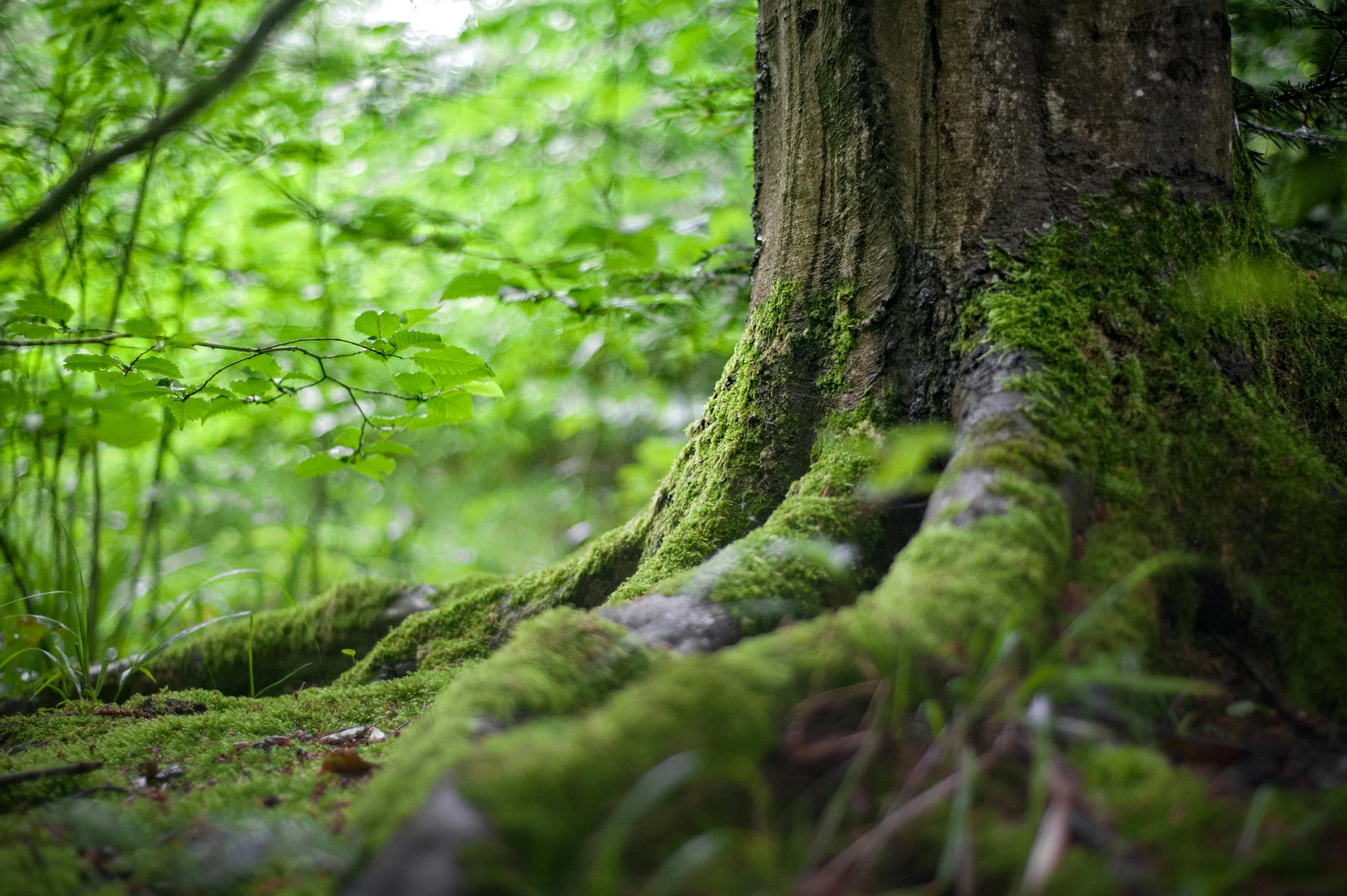 a moss covered tree in the middle of a forest, by Helen Stevenson, unsplash, fan favorite, plant roots, low detail, elm tree