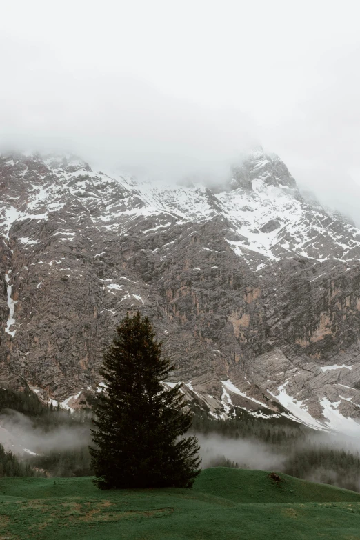 a couple of cows standing on top of a lush green field, a picture, by Daniel Seghers, trending on pexels, snowy italian road, 4 k cinematic panoramic view, ominous mist, detailed trees and cliffs