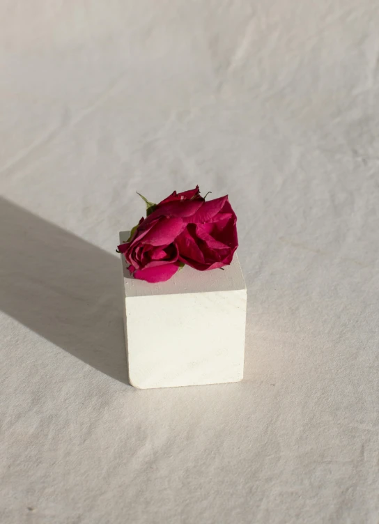 a single rose sitting on top of a white box, by Rebecca Horn, fuchsia, small, sold out piece, white concrete