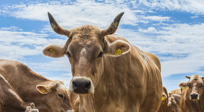 a herd of brown cows standing next to each other, pexels contest winner, blue sky, australian, closeup 4k, large ears