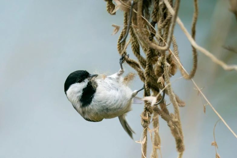 a black and white bird sitting on top of a rope, hurufiyya, seeds, photograph credit: ap, hanging from white web, small chin