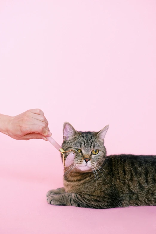 a person petting a cat on a pink background, by Julia Pishtar, trending on pexels, holding a syringe, edible, clemens ascher, mixture animal