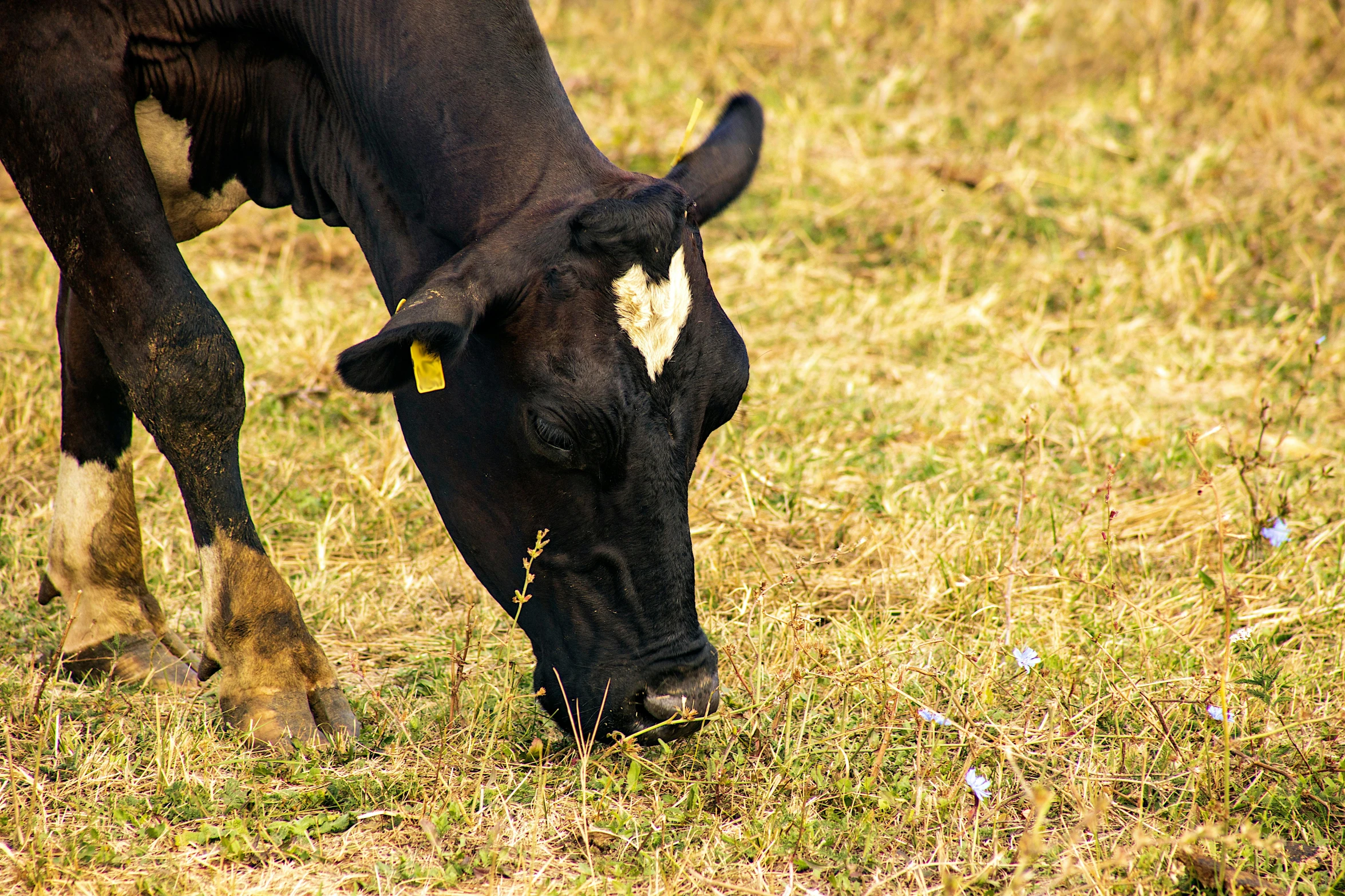 a black and white cow eating grass in a field, pexels contest winner, 15081959 21121991 01012000 4k, brown stubble, sri lanka, made of tar