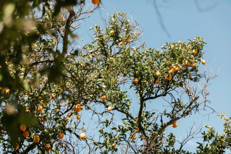 an orange tree with lots of oranges growing on it, unsplash, as seen from the canopy, 🐿🍸🍋, grain”