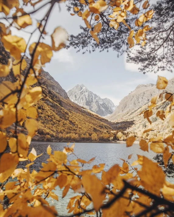 a lake surrounded by trees with mountains in the background, by Emma Andijewska, unsplash contest winner, golden leaves at frame border, linden trees, shades of gold display naturally, 🍁 cute