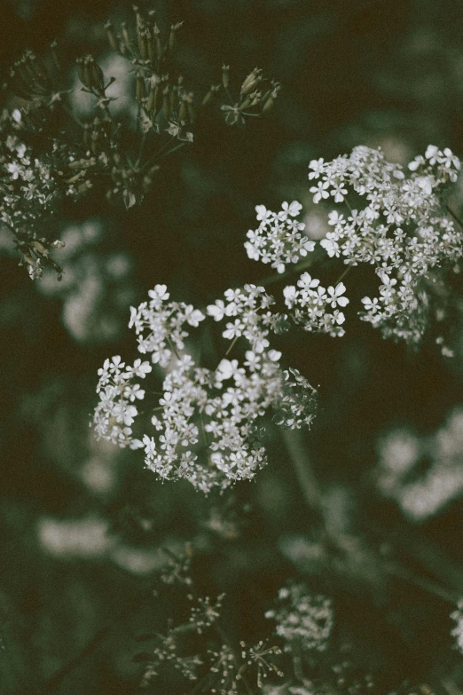 a black and white photo of a bunch of flowers, inspired by Elsa Bleda, unsplash, tonalism, gypsophila, muted green, medium format, lace