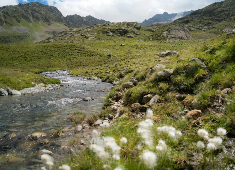 a stream running through a lush green valley, by Werner Andermatt, pexels contest winner, les nabis, rocky grass field, gray, flowers around, thumbnail