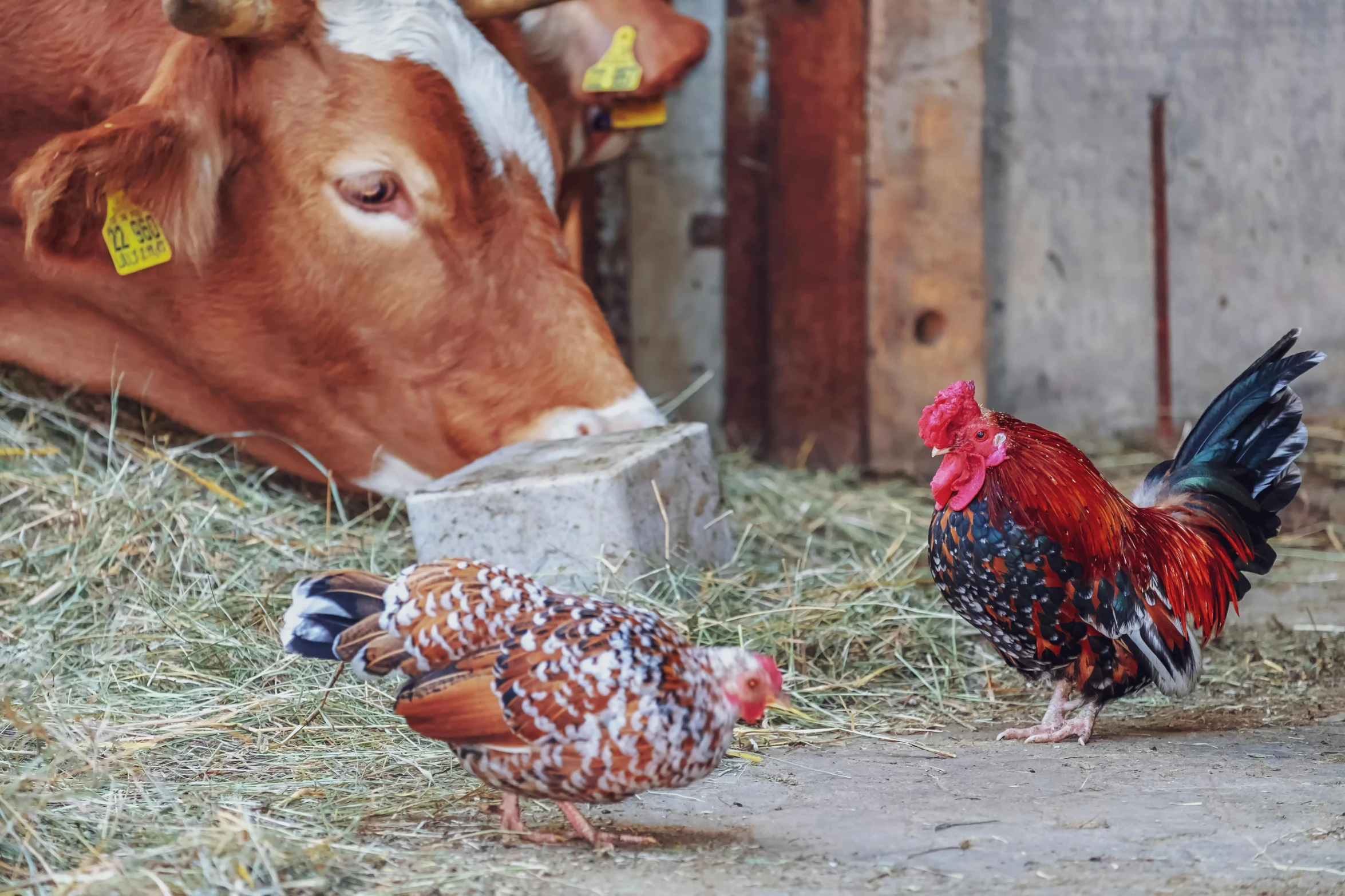 a couple of chickens standing next to a cow, pexels contest winner, renaissance, background image, chicken feathers, high-resolution photo, multi - coloured