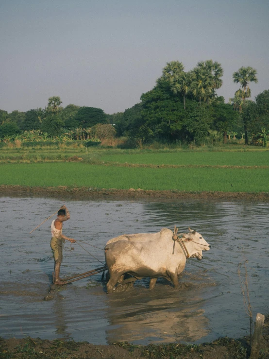 a man is plowing a field with two cows, inspired by Steve McCurry, unsplash contest winner, sumatraism, standing in a shallow river, cambodia, 1990s photograph, 4k)