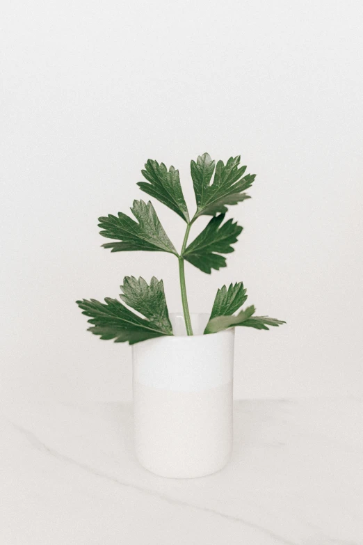 a white vase with a green plant in it, unsplash, zoomed out view, anemone, low quality photo, tall thin