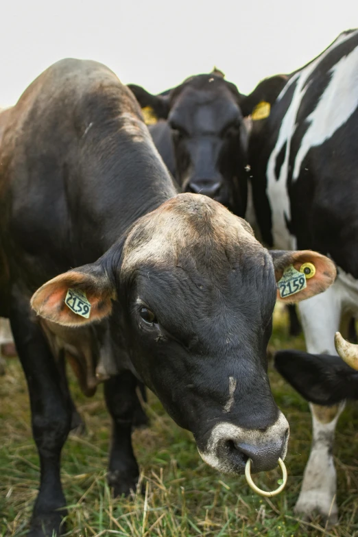 a herd of cows standing on top of a lush green field, with labels and notes, up-close, neck zoomed in, sustainable