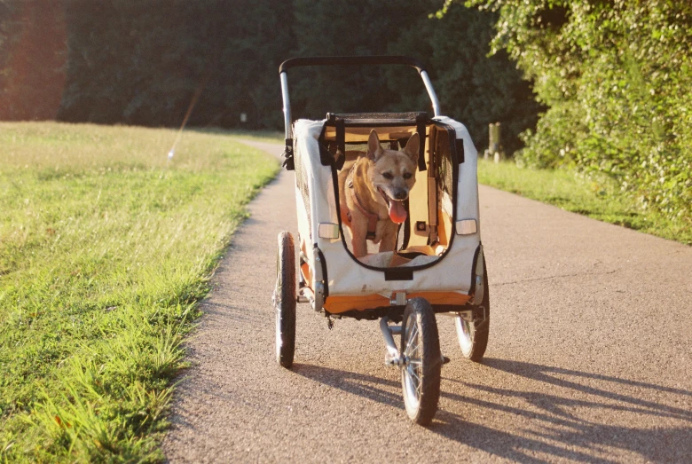 a dog that is sitting in a stroller, by Niko Henrichon, unsplash, rides a bike, wide greenways, warm light, thumbnail