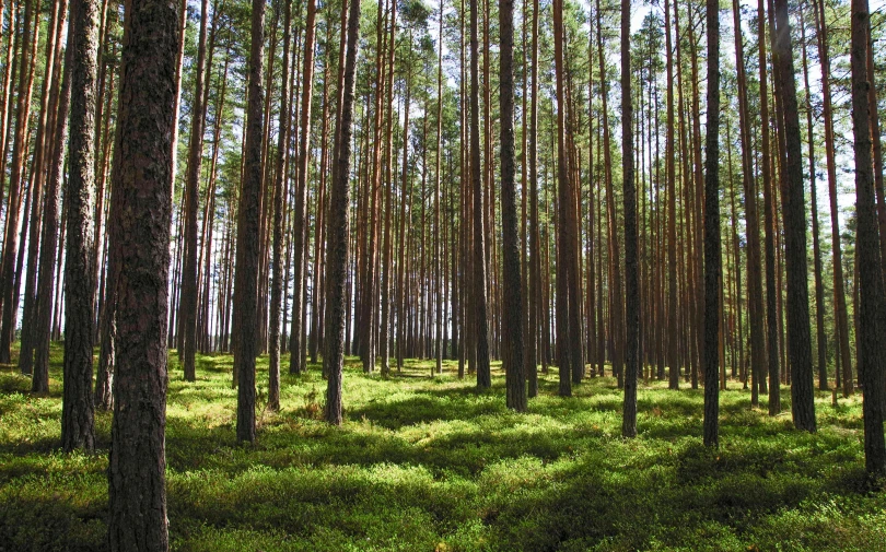 a forest filled with lots of tall trees, organic biomass, pine wood, sitting in the forrest, instagram post