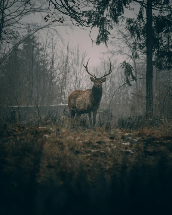 a deer that is standing in the grass, inspired by Elsa Bleda, pexels contest winner, renaissance, gloomy misty atmosphere, museum quality photo, mid-shot of a hunky, an evil forest