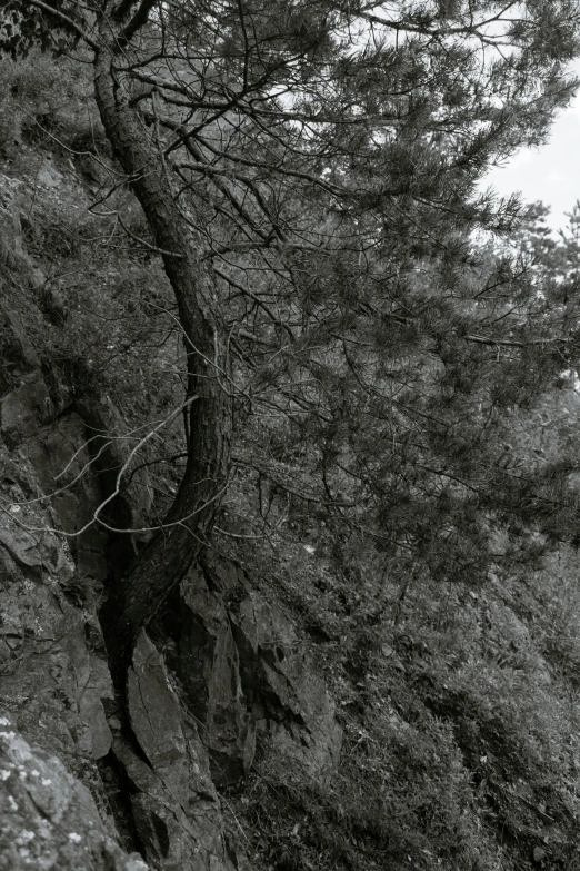 a black and white photo of a tree growing on the side of a cliff, unsplash, tonalism, pine, high-resolution photo, ((trees)), desaturated color