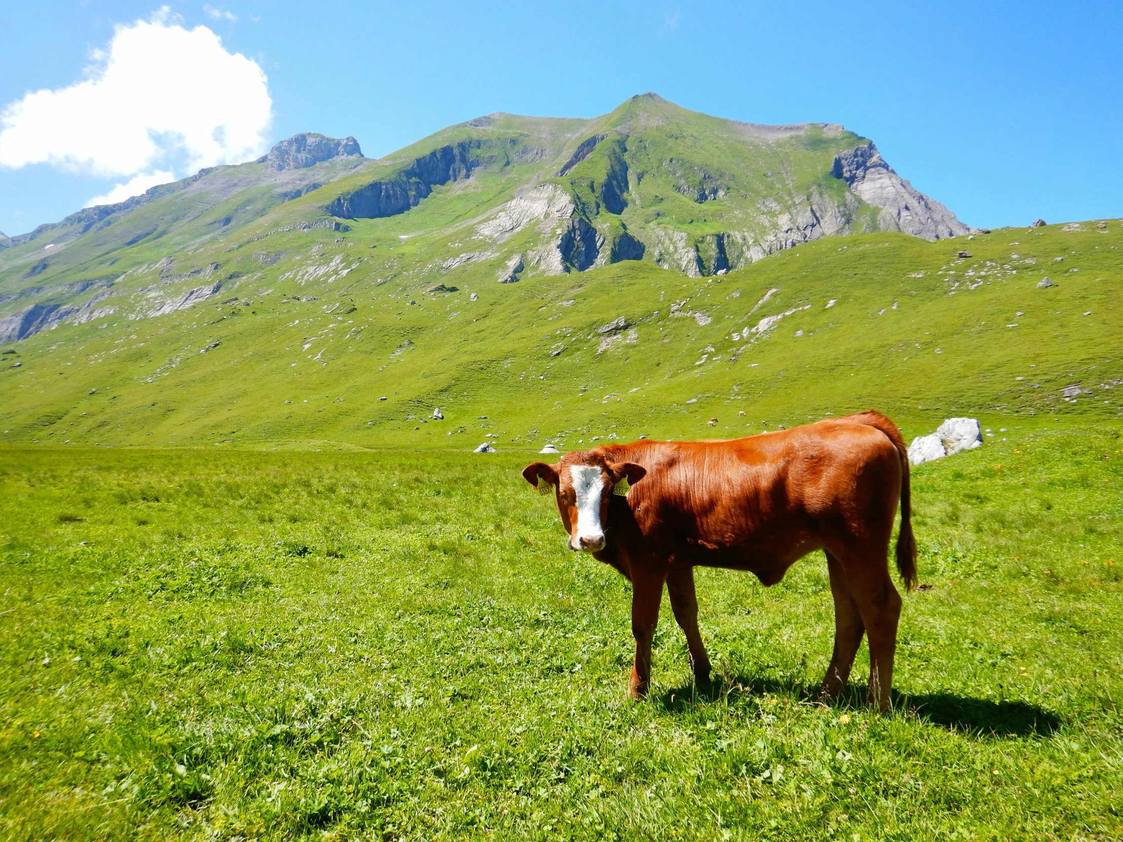 a brown cow standing on top of a lush green field, by Werner Andermatt, pexels contest winner, les nabis, standing in front of a mountain, fonte à la cire perdue, 2 5 6 x 2 5 6 pixels, ready to eat