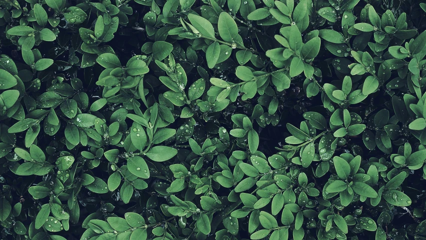 a bunch of green plants with water droplets on them, unsplash, hurufiyya, perfectly tileable, high quality screenshot, birdseye view, hedge