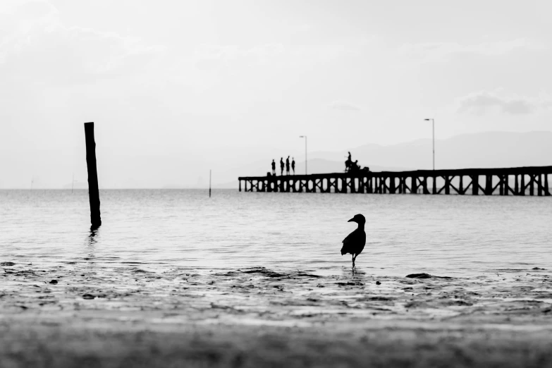 a black and white photo of a bird standing in the water, near a jetty, people in beach, photographic print, uploaded