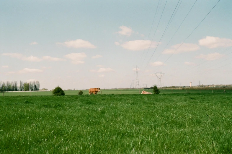 a couple of cows standing on top of a lush green field, inspired by Thomas Struth, powerlines, martin parr, 1999 photograph, johannes vemeer