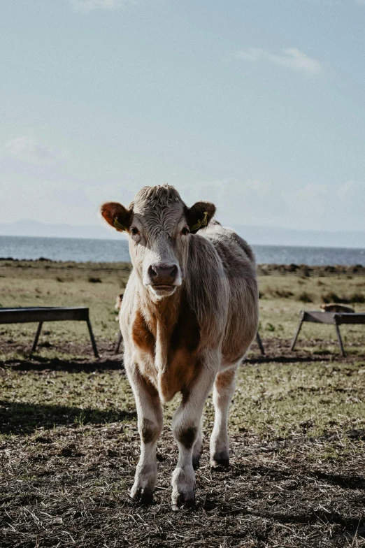 a brown and white cow standing on top of a grass covered field, standing near the beach, instagram post, flash photo, big island