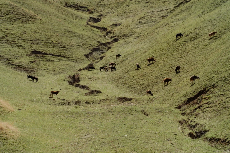 a herd of horses grazing on a lush green hillside, an album cover, by Elsa Bleda, pexels contest winner, sumatraism, deers, large cracks, ignant, sichuan