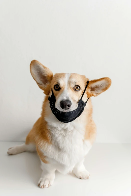 a brown and white dog wearing a black mask, unsplash, corgi, ready to model, floppy ears, thumbnail