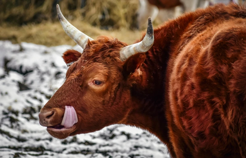 a close up of a cow sticking its tongue out, pexels contest winner, renaissance, cold snowy, reddish, animal horn, bumpy