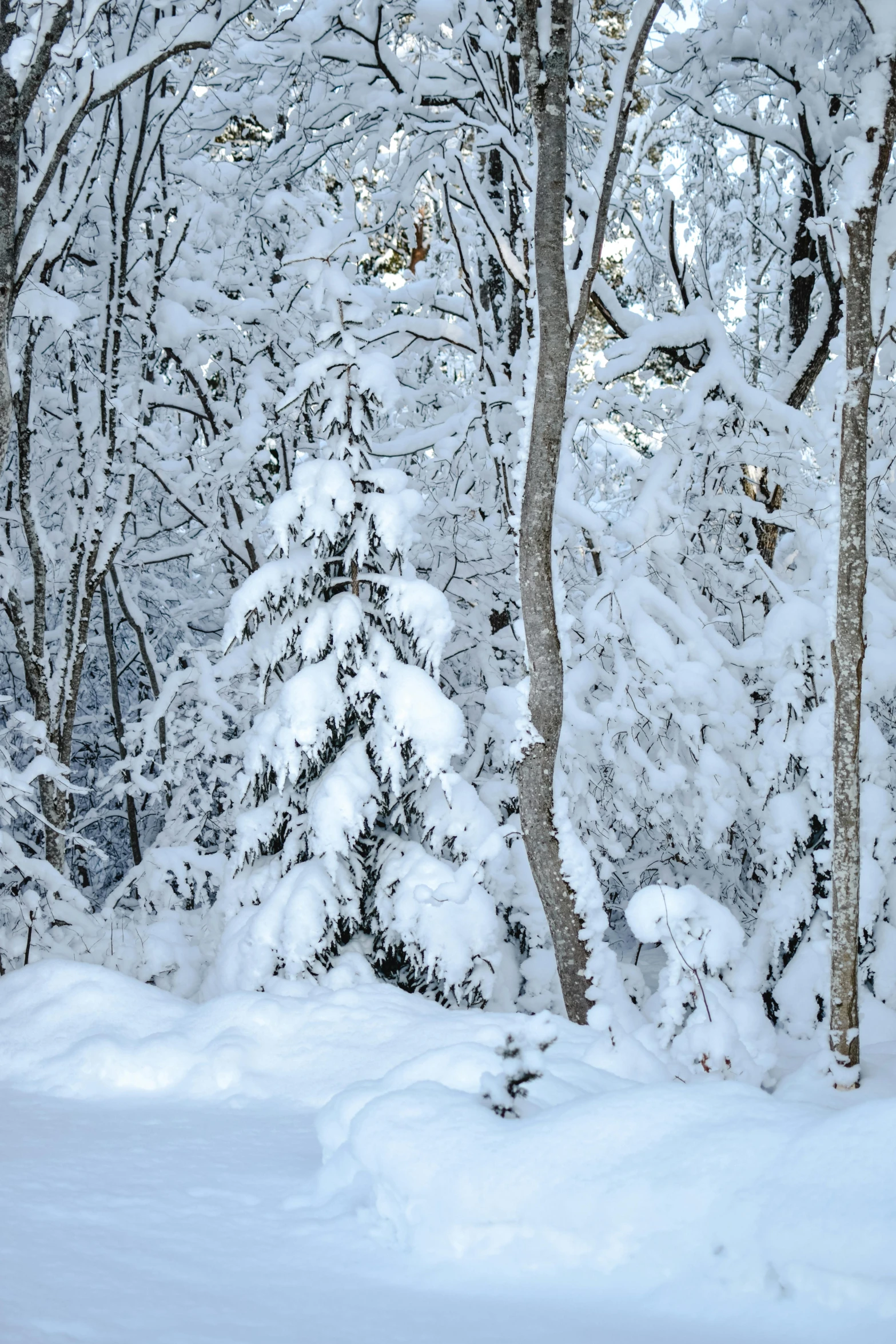 a red fire hydrant sitting in the middle of a snow covered forest, inspired by Ivan Shishkin, silver，ivory, new hampshire, panoramic shot, giant white tree