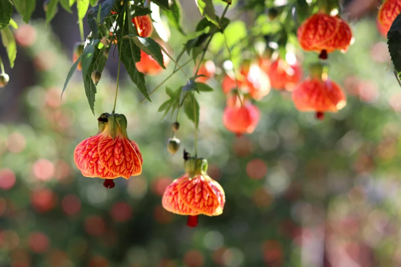 a bunch of flowers hanging from a tree, unsplash, arabesque, floating chinese lampoons, orange, tamborine, “berries