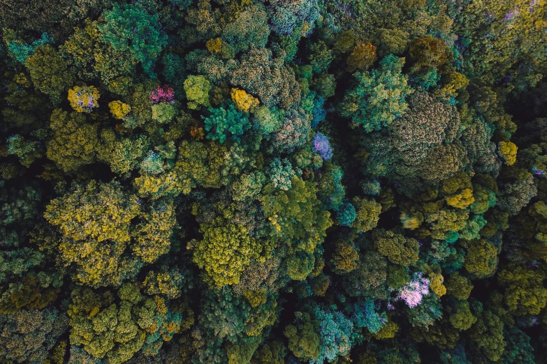 a bird's eye view of a forest, a screenshot, unsplash contest winner, various colors, lush environment, ((trees)), australian bush