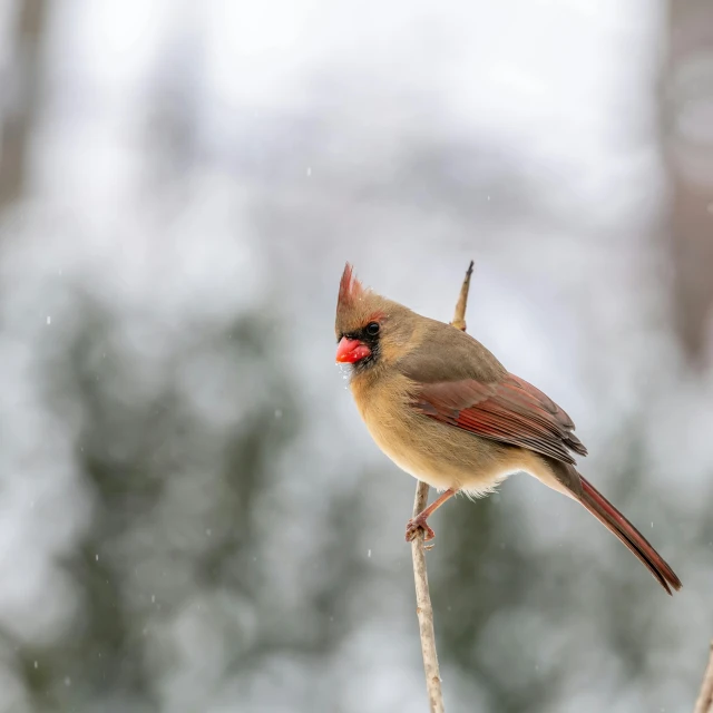 a small bird sitting on top of a tree branch, by Jim Nelson, pexels contest winner, ethereal cardinal bird, regal and proud robust woman, snow weather, dancing on a pole