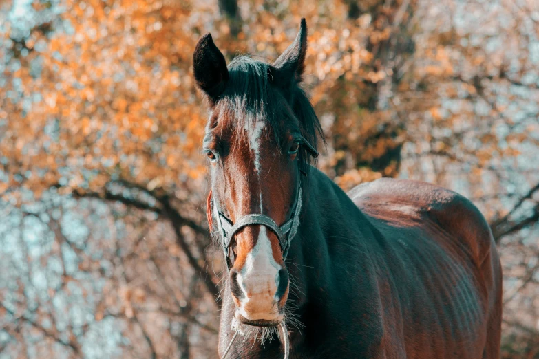 a brown horse standing on top of a lush green field, a portrait, by Adam Marczyński, pexels contest winner, in the autumn, closeup 4k, portrait of tall, in fall